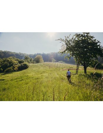 Weinwanderung durch die Korber Weinberge - 11.10.2025